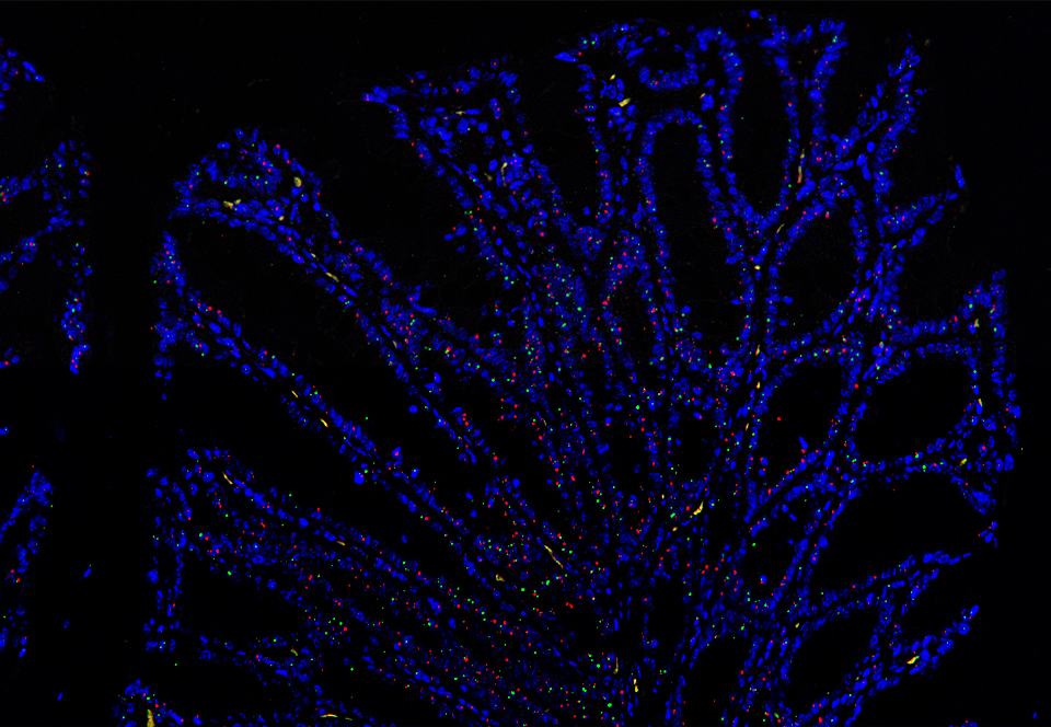 General DNA multiplex fluorescent in-situ detection assay 