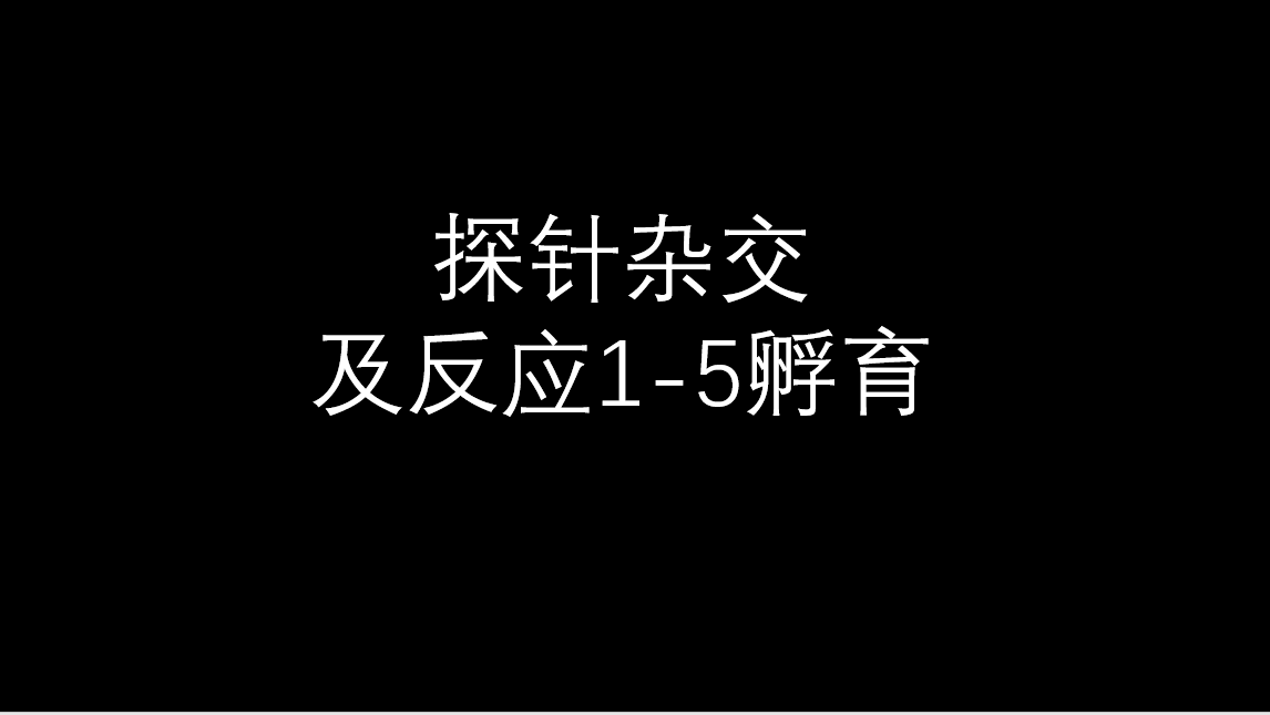 探针杂交及放大反应