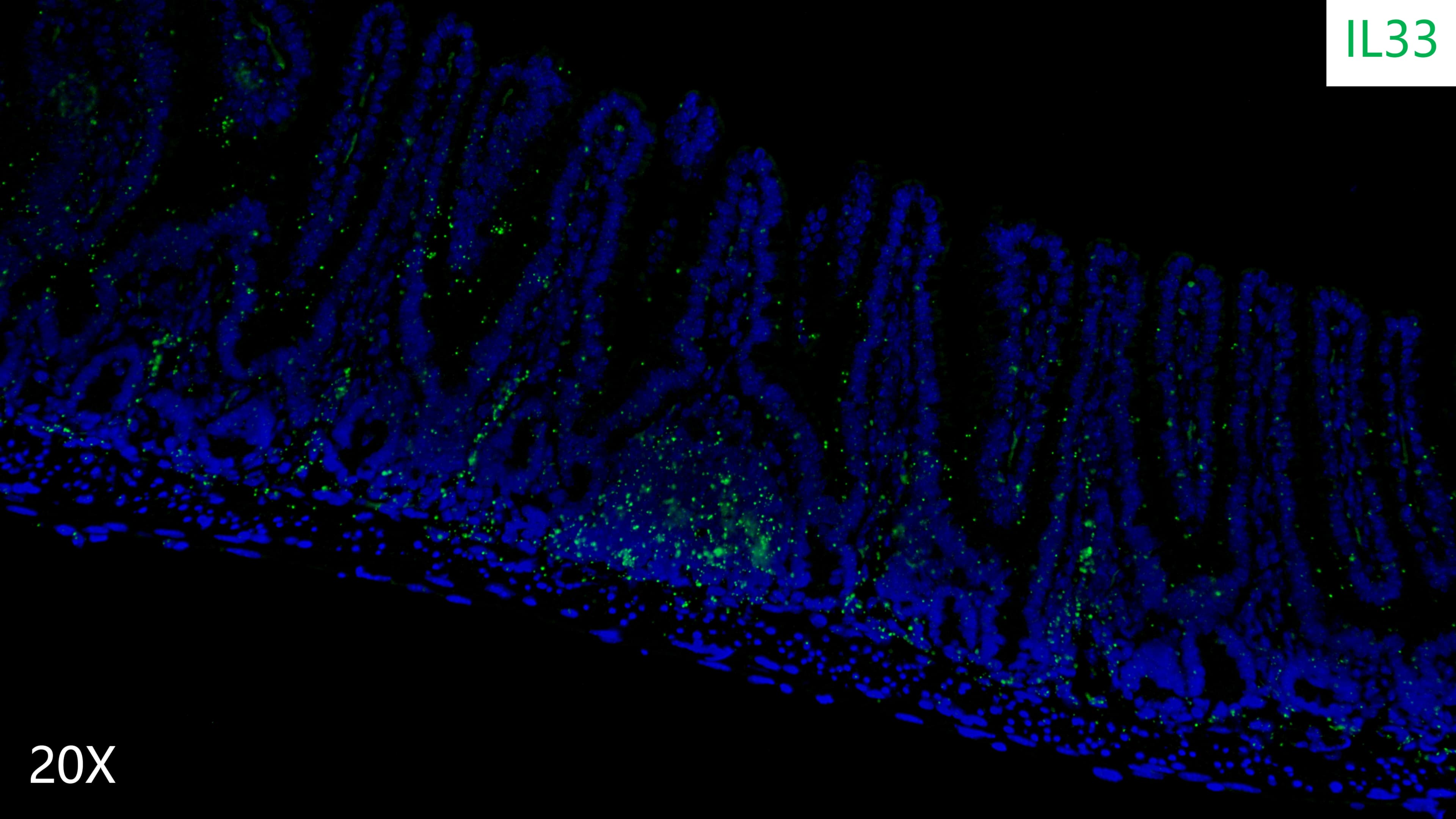 mouse intestine